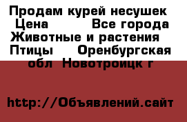 Продам курей несушек › Цена ­ 350 - Все города Животные и растения » Птицы   . Оренбургская обл.,Новотроицк г.